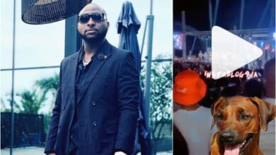 “I go comot for this stage o” – Davido a*gry as dog came up to his concert in bayelsa (video)